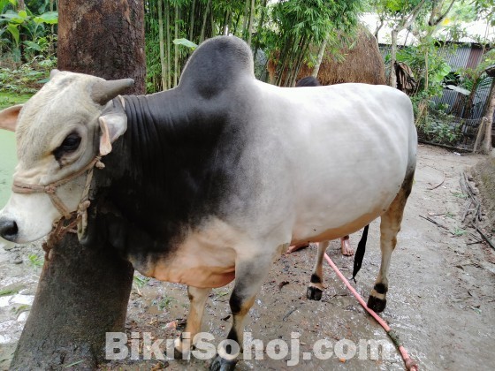 A big white and black colour cow for sale